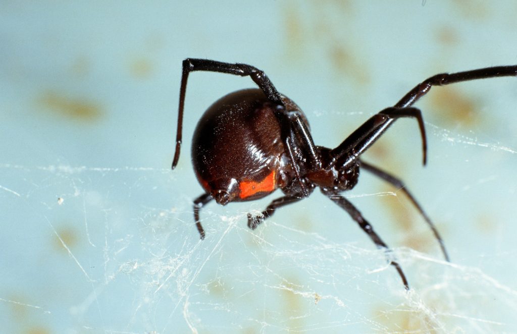 Black WidoW Spider